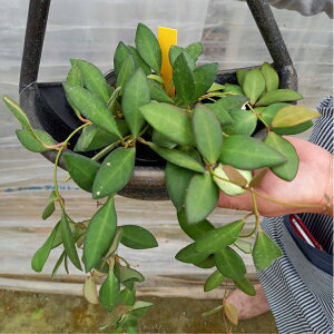 観葉植物 ホヤの人気商品 通販 価格比較 価格 Com 観葉植物 ホヤの人気商品 通販 価格比較 価格 Com