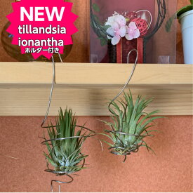 楽天市場 苔玉 吊りの通販