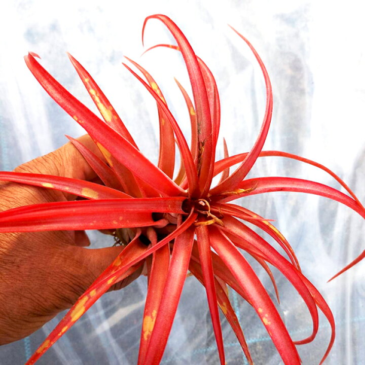 楽天市場 生花 エアプランツ ティランジア ブラキカウロス ワンダープランツ