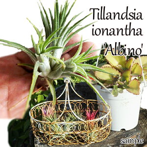  GAvc eBWA@CIi^@ArmiPijiiȂj