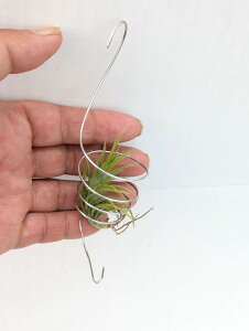  GAvc eBWA@Tillandsia@neglecta red spike@nMOt