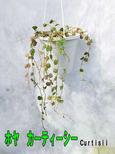 NEWyϗtAzHoya Curtissie z J[eB[V[