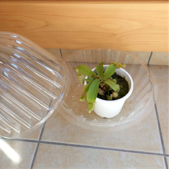 楽天市場 食虫植物 ネペンテス アンプラリア斑点 4号鉢 卓上ミニ温室セット グランドピッチャーあり リベラルファーム