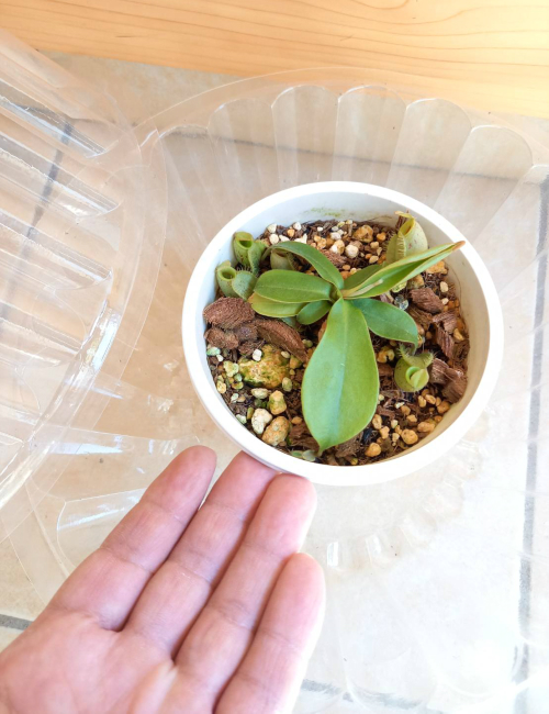 面白植物 観葉植物 食虫植物 可愛い ネペンテス ウツボカズラ 虫 アンプラリア斑点 4号鉢 卓上ミニ温室セット グランドピッチャーなし 鉢内に収まるサイズ