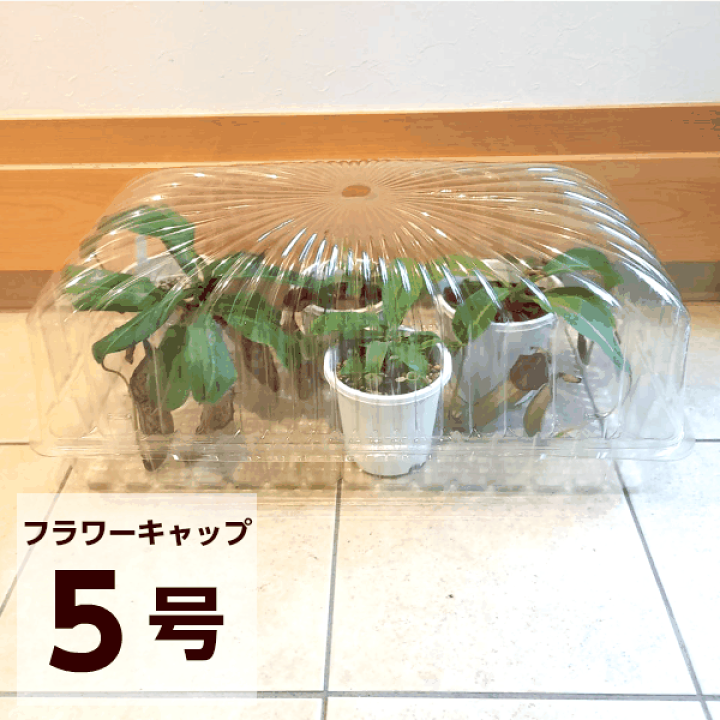 楽天市場 冬越し フラワーキャップ５号 ワンダープランツ