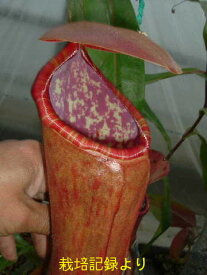 食虫植物　　ネペンテス　ファシールコト