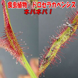 観葉植物　面白植物　食虫植物　ドロセラカペンシス