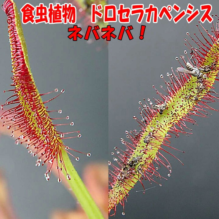 69 以上節約 食虫植物 ドロセラ コモウセンゴケ Www iwearparts Com