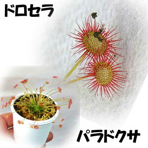 観葉植物 面白植物 食虫植物 ドロセラ パラドクサ とミニ温室セット