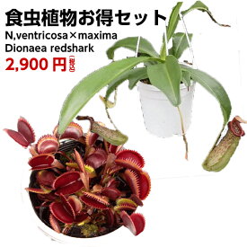 楽天市場 食虫植物 ウツボカズラ 花 ガーデン Diy の通販 楽天市場 食虫植物 ウツボカズラ 花 ガーデン Diy の通販