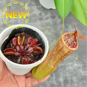 食虫植物 観葉植物の人気商品 通販 価格比較 価格 Com