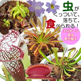 楽天市場 食虫植物の通販