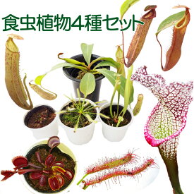 食虫植物4種セット（ネペンテス　ボッシアナxビーチ/ハエトリソウ レッドシャーク/ドロセラカペンシス/サラセニア）+ミニ温室