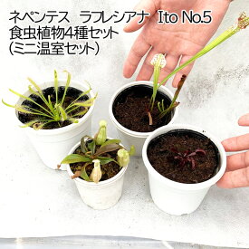 食虫植物4種セット小サイズ（ネペンテス　ラフレシアナ　Ito No.5/ハエトリソウ レッドシャーク/ドロセラカペンシス/サラセニア）