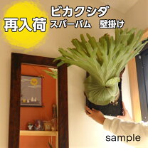 楽天市場】コウモリ ラン 壁掛けの通販