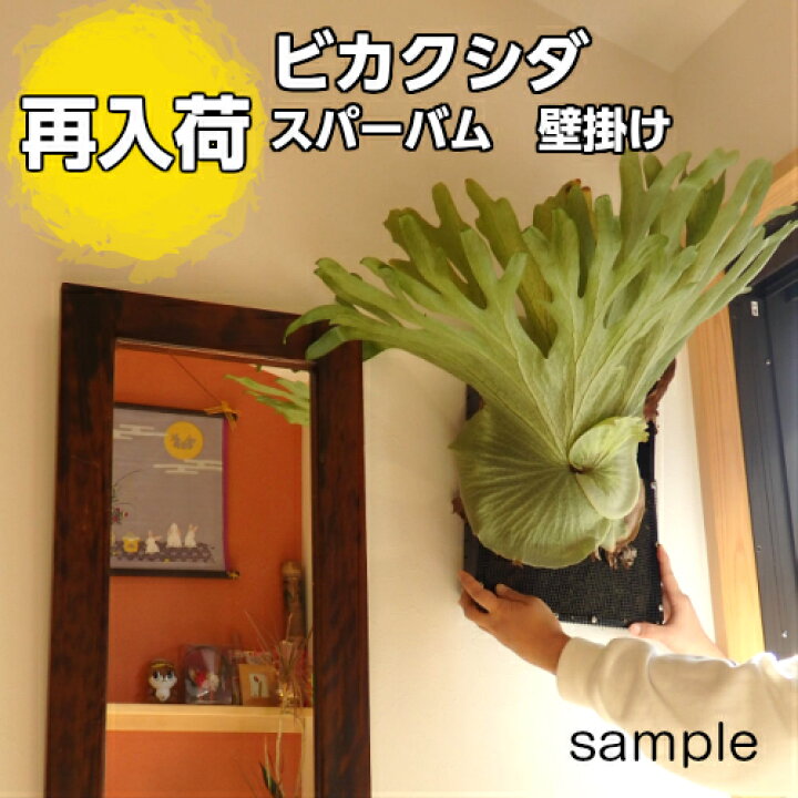 楽天市場】【観葉植物】【面白植物】ビカクシダ コウモリラン 