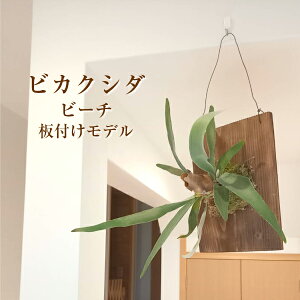 コウモリラン 板 観葉植物の人気商品 通販 価格比較 価格 Com