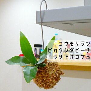コウモリラン 吊り下げの人気商品 通販 価格比較 価格 Com