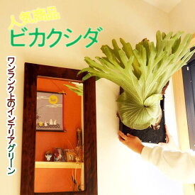 楽天市場 コウモリラン スパーバムの通販