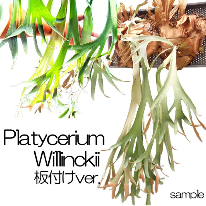 楽天市場】コウモリラン ビカクシダ ウィリンキー Platycerium  
