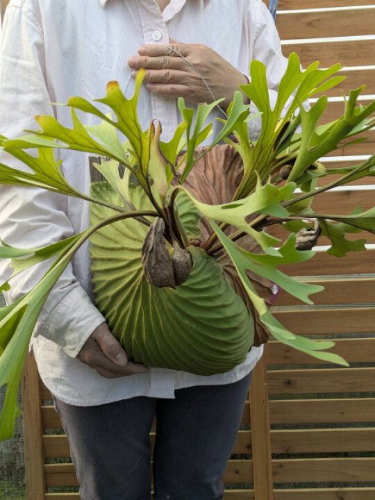 楽天市場】【観葉植物】【着生植物】【現物】Platycerium ridleyi 