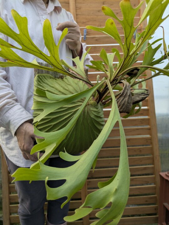 楽天市場】【観葉植物】【着生植物】【現物】Platycerium ridleyi 