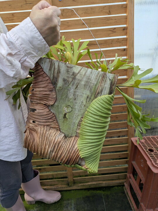 楽天市場】【観葉植物】【着生植物】【現物】Platycerium ridleyi 