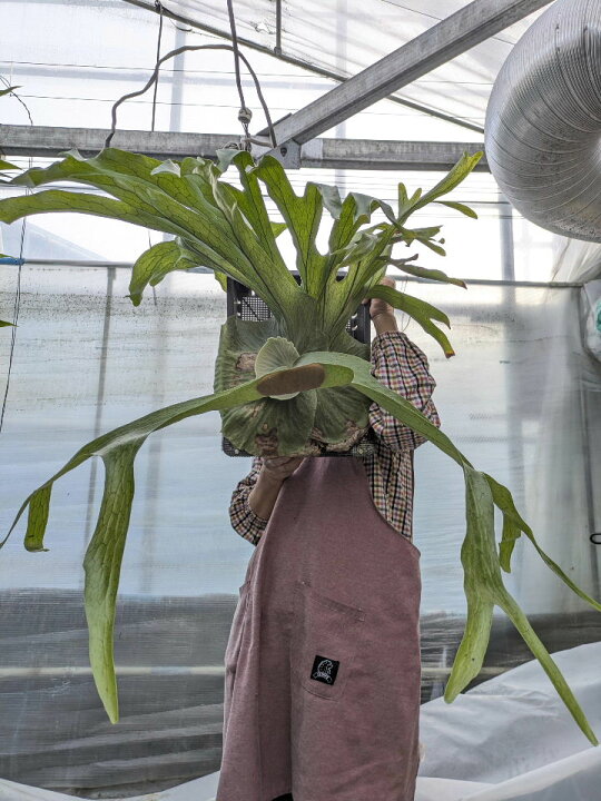 楽天市場】【観葉植物】【面白植物】ビカクシダ コウモリラン 