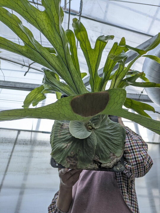 楽天市場】【観葉植物】【面白植物】ビカクシダ コウモリラン 