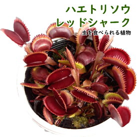 楽天市場 ハエトリソウ 観葉植物 花 観葉植物 花 ガーデン Diyの通販