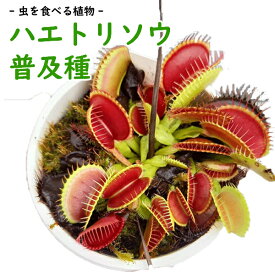 楽天市場 ハエトリソウ 観葉植物 花 観葉植物 花 ガーデン Diyの通販