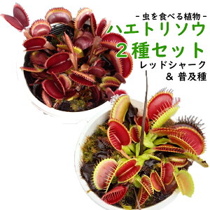 ハエトリソウの通販 価格比較 価格 Com