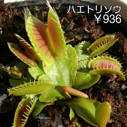 楽天市場 食虫植物 ハエトリソウ普及種 小 リベラルファーム