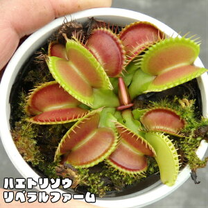 観葉植物 ハエトリソウ 食虫植物の人気商品 通販 価格比較 価格 Com