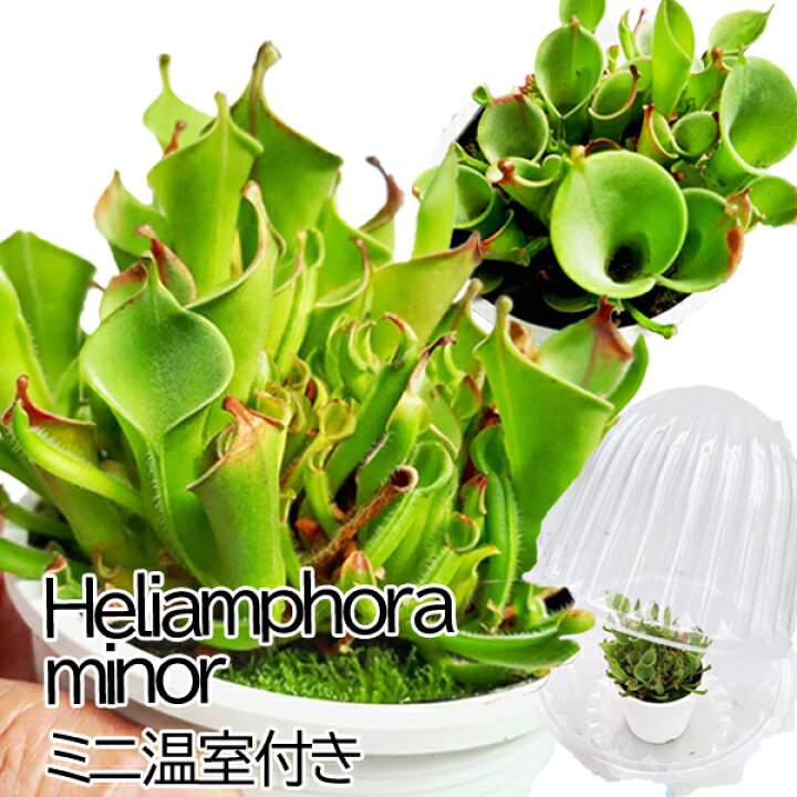 楽天市場】【スーパーディールポイント20倍】【温室付き】食虫植物 