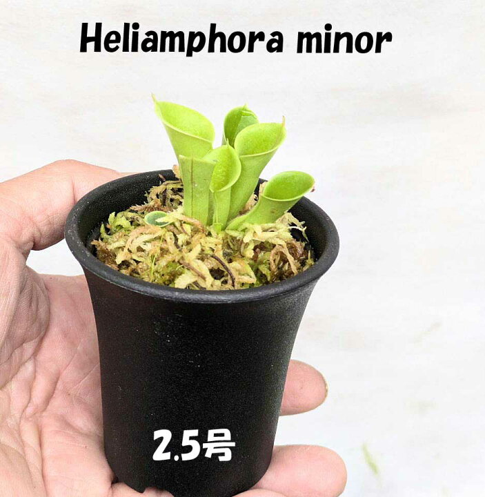 楽天市場】【スーパーディールポイント20倍】【温室付き】食虫植物 