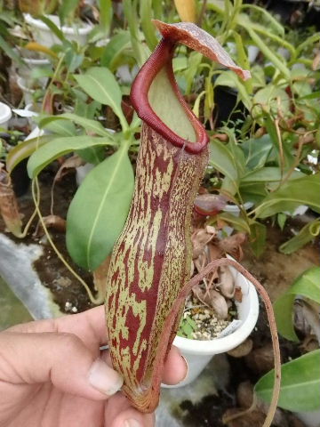 Nepenthes mixta 優先配送 x 新版 noboriryu 食虫植物 ネペンテス ウツボカズラ ミクスタｘノボリリュウ 観葉植物