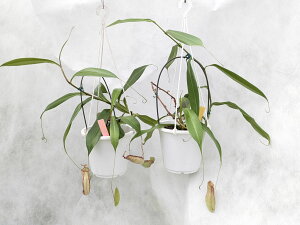 HA@lyeX oCLO(O[n) × OVX _[Np[v