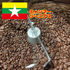 コーヒー コーヒー豆 【ミャンマーコーヒー豆 ジーニアス 1000グラム】珈琲豆 珈琲 自家焙煎 スペシャリティーコーヒー お試し