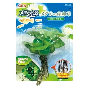 【12個セット】ジェックス ジェックスメダカの産卵草ホテイアオイ