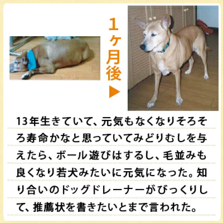 バイオザイムワン 犬猫ペット用 30g 正規品ミドリムシメーカー直卸 ユーグレナ カルシウム Dha Epa Sale 102 Off