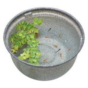 yszWFbNX WFbNX_JC_Ĵ߂̎甫݂370@37cm݂F