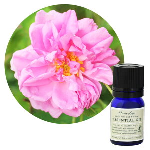 t[o[Ct GbZVIC [YEIbg[ 3mLyt[nziŉ؂₩̒ɂ Flavor Life  A} A}es[ Q rO Ki 