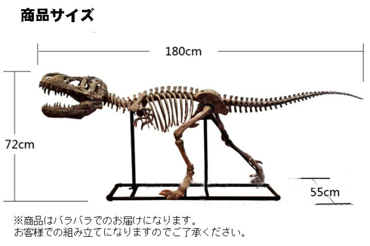 楽天市場】恐竜骨格フィギュア ヴェロキラプトル Velociraptor［予約 