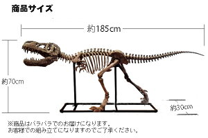 itBMA@FLvg Velociraptorm\̔ny֓著z^@180cm _Ci\[ XPg f DINOSAUR SKELETONMODEL
