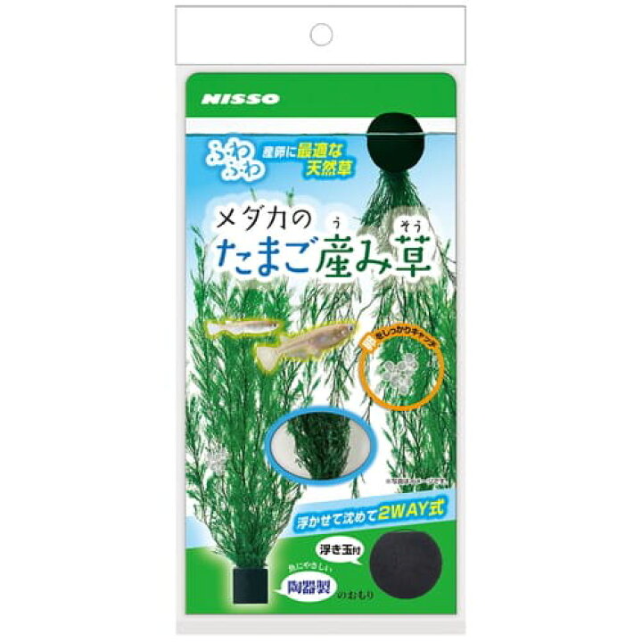 楽天市場】メダカのたまご産み草 1個入メダカ 水草 シダ 産卵 陶器製 