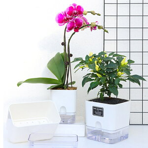 シクラメン 鉢の人気商品 通販 価格比較 価格 Com