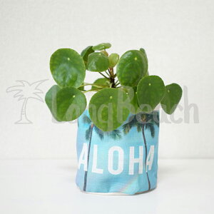[SEVEN ISLAND] yPP001zvg|[` Plant Pouch/Aloha Rainbow AnC{[yAJo[zyAnzynCzyALOHAzyHAWAIIzyZuAChzySS0604zySBz