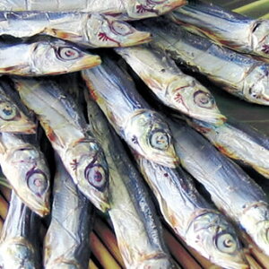 Ă 40g×10 Hׂ鏬 ECV ߂킵 ܂  