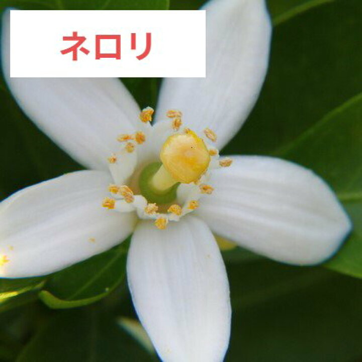 楽天市場 ローズ ネロリ 精油 10ml 選べる花の精油 アブソリュート エッセンシャルオイル ローズアブソルート ジャスミンアブソリュート 精油の製造販売専門店 Lc宮崎